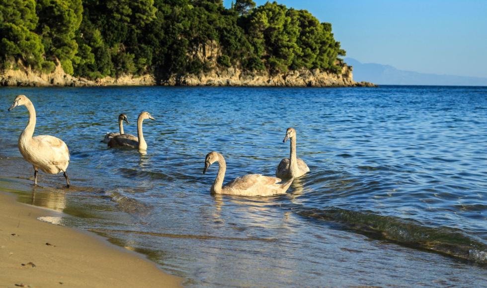 Μaratha beach, Skiathos